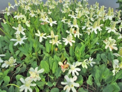 Scheinanemone - Anemopsis californica